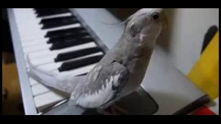Прикольный попугай подпевает под музыку