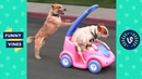 Try not to laugh – cute funny animals funny videos march 2019