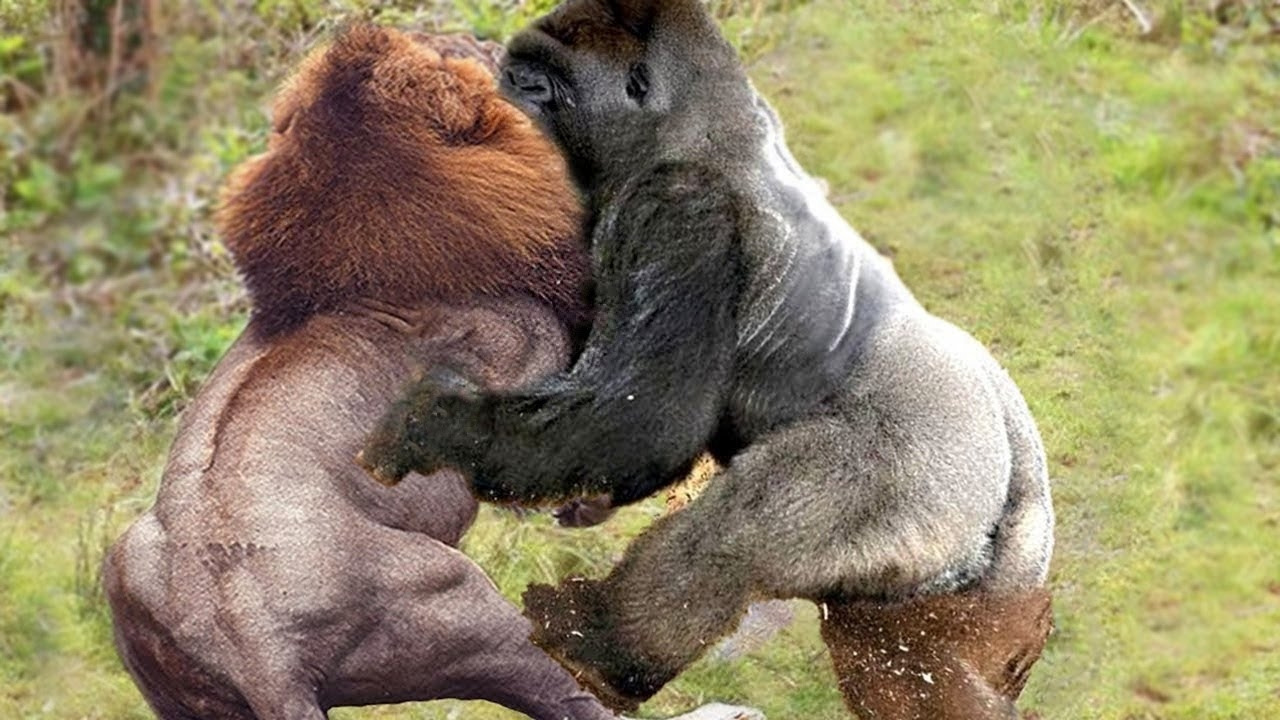 Кто сильнее медведь или горилла. Горная горилла против Льва. Горилла vs медведь. Гориллы дерутся.
