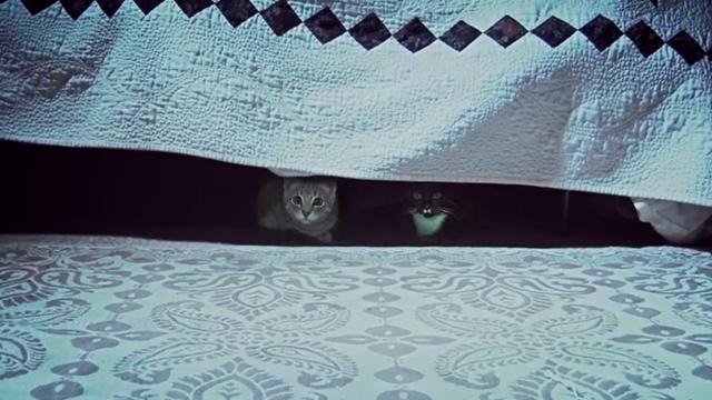 Kittens On The Beat