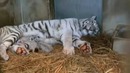 Тигрята родились в Японии