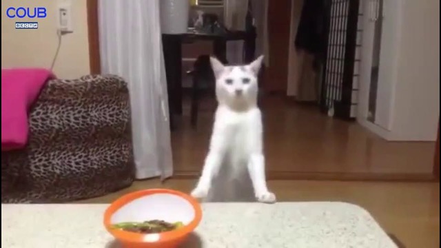 Coub Вести / Лучшее в Coub [ПРИКОЛЫ] Moonwalk