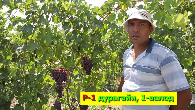 Ўша машҳур Ризамат ва унинг Р-1 дурагайи (RIZAMAT uzum navi)