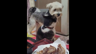 Funny animals – Funny cats / dogs – Funny animal videos 232