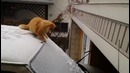 Недопрыгнул котяра