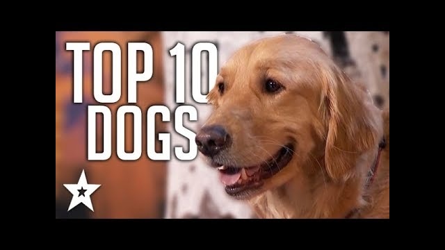 Топ 10 лучших выступлений собак на шоу талантов по всему миру