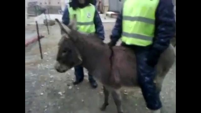 Осел похитил гаишника. Donkey stole the traffic inspector