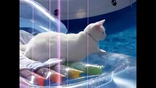 Облом кота в бассейне