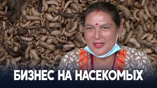 Непал: женщины зарабатывают на разведении личинок мух