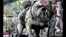 Niveau Zero – My Dog (DJ Hidden remix) (audio)