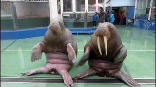 Эти моржи танцуют лучше чем ты