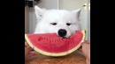 Когда арбуз оказался уж сильно аппетитным и вкусным