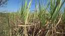 Индия 2022. Деревня без воров. Жестокие игры. Древнейший пещерный город