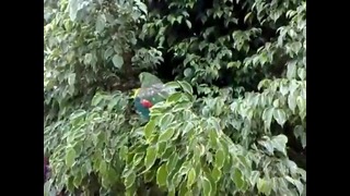 Зачетный попугайчик