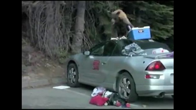 Медведь атаковал кабриолет