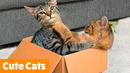 Silliest Cat Reactions & Bloopers | Funny Pet Videos