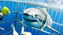 Клетка не Смогла Сдержать Акулу! Безумные Случаи с Дайверами