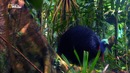 Nat Geo Wild: Воздушное сафари над Австралией