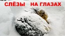 От этих видео плакал весь интернет