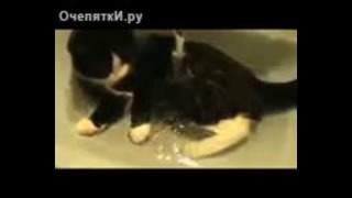 Кот принимает душ в раковине