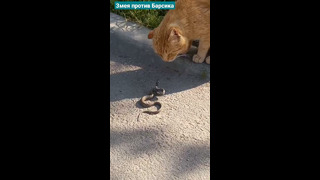 Змея против кота Барсика