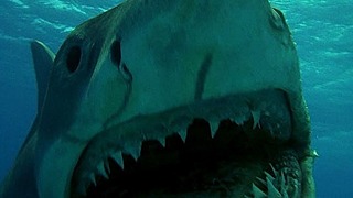 Стоит ли смотреть фильмы Челюсти? Легендарные фильмы об акулах
