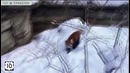 Топ 10:Лучшая подборка приколов с участием животных – сентябрь. #4