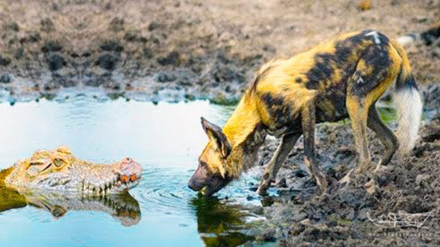 Дикая Собака против Голодного Крокодила! Битвы Животных Снятые на Камеру