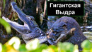 Версус! На что способна выдра против крокодила и других животных