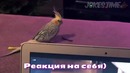 Jokes Time – Лучшие приколы 2017 (Декабрь)