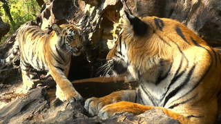 Tiger Cub Meets Her Father for the First Time | 4K UHD | Dynasties | BBC Earth