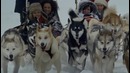 Dog Sledding in Canmore – Travel Alberta, Canada