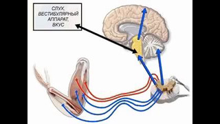Центральная нервная система строение и функции