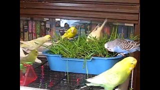 Купание волнистых попугаев в травке