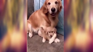 Это смешно как собака не разрешает трогать своего щенка