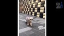 Лучшие приколы 2018 [Fun Army] Июнь