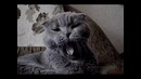 Кошачий блэк-метал