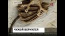 Ограблен музей динозавров в Швейцарии
