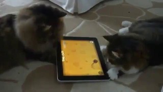 Кошки играют в IPad