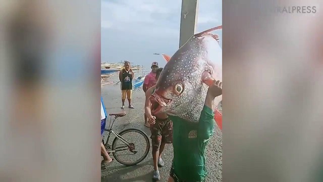 Филиппинский рыбак поймал 30-килограммового красноперого опаха