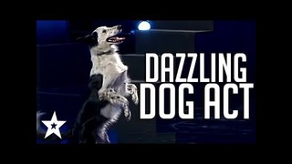 Весёлое выступление танцующей собаки на шоу талантов в Мексике