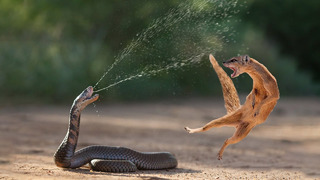 Отважный брат медоеда! королевская кобра против мангуста