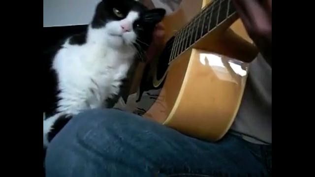 Игра на гитаре – не повод не гладить кота