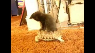 CATS – подборка видеороликов с кошками