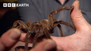 Stalking The World’s Largest Tarantula | Expedition Guyana | BBC Earth