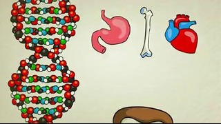 What is DNA? Что такое ДНК? (видео на англ.)