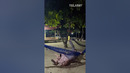 The inventor of the hammock is rolling over in his net