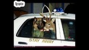 Самые странные фотографии со всего мира