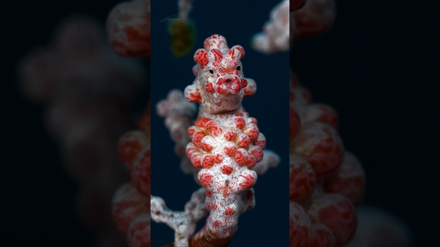 Meet a master of camouflage: the pygmy seahorse #Shorts #WorldOceanWeek #Ocean