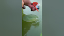 Just call him the Can-tastic Balance Master. #lilypad
